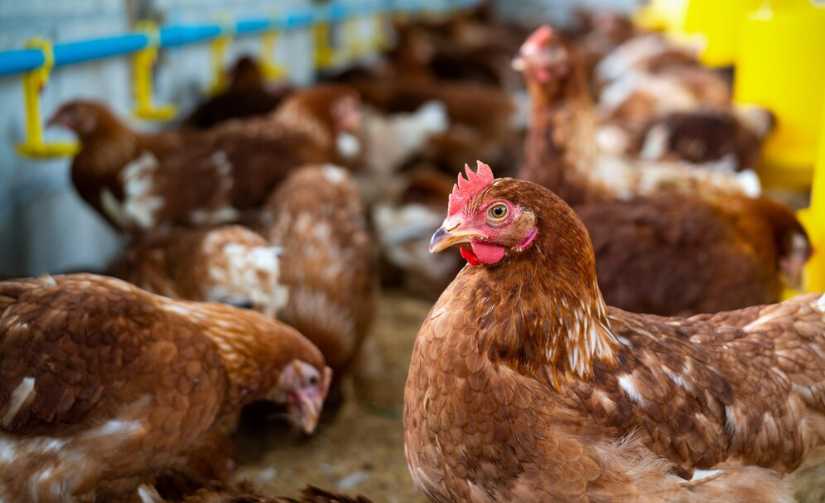 harga ayam hidup